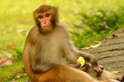 The pledge calls for a ban on non-applied research and monkey importation. (Image: Jim Deka/CC)