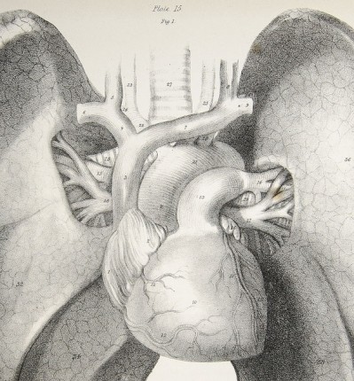 Serendex is developing an inhalable biopharmaceutical for rare lung diseases. (Image of heart and lungs: University of Liverpool Medical Archives)