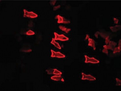 Red glow from the microfish demonstrates the detoxification process. (Image: W. Zhu and J. Li, UC San Diego Jacobs School of Engineering)