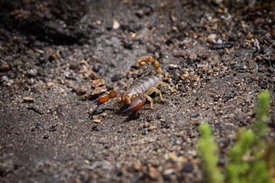 An Australian Black Rock scorpion. (Image: Getty/Uwe-Bergwitz)
