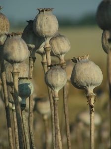 GSK asks Aussies for relaxation of opium growth laws