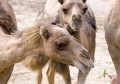 GM camels for drug production