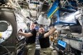 Expedition 43 Commander Terry Virts and Flight Engineer Scott Kelly perform operations for Rodent Research-2. (Image credit: NASA)