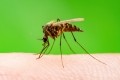 Novartis plans to take malaria treatment through to P3 trials