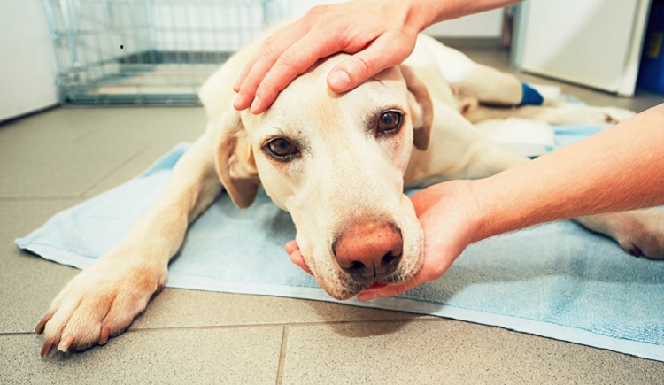 If you are a pet owner, you may be wondering if you need pet surgery insurance. While there is no one-size-fits-all answer to this question, it is important to consider what type of pet you have, and whether you are likely to need surgery. 
